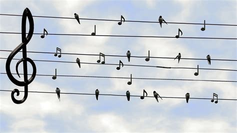 Birds on Powerlines making Joyful Noise